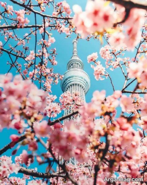 عکس پروفایل بهاری خاص