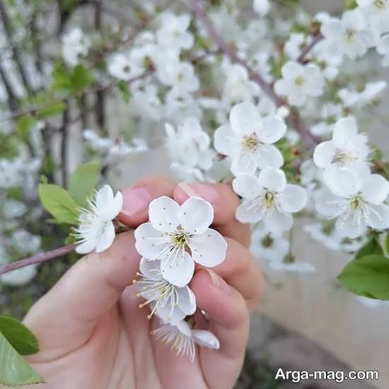  عکس پروفایل واتساپ بهاری دخترانه