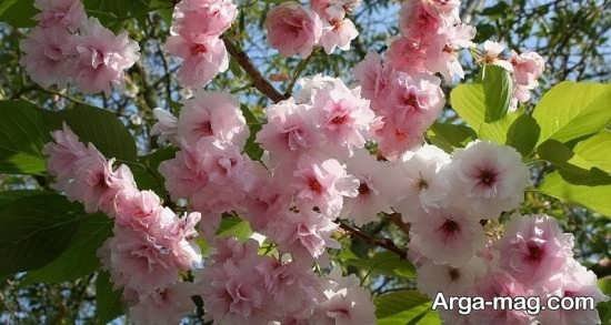  عکس پروفایل واتساپ بهاری دخترانه