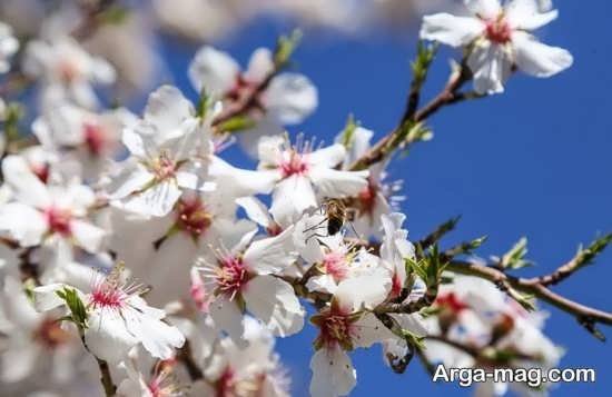  عکس پروفایل واتساپ بهاری دخترانه