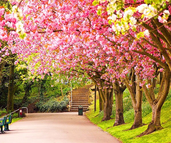  مناظر زیبای بهاری