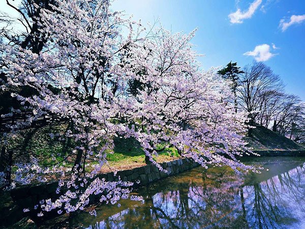  مناظر زیبای بهاری