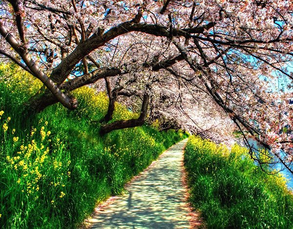  مناظر زیبای بهاری