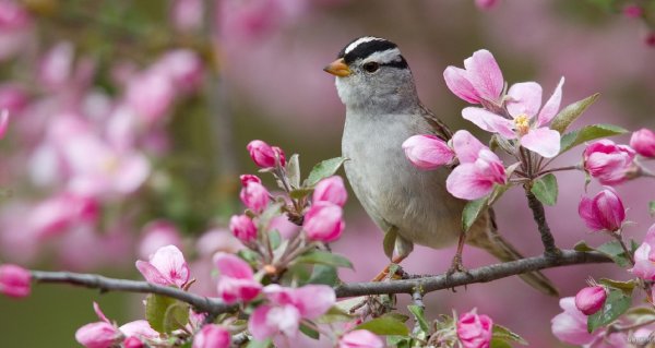  عکس شکوفه بهاری با پرنده