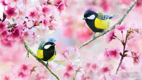  عکس شکوفه بهاری با پرنده