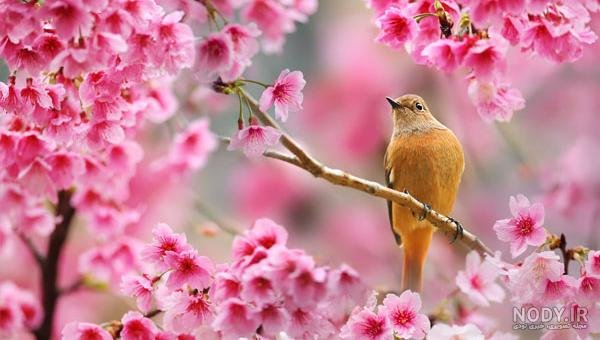  عکس شکوفه بهاری با پرنده