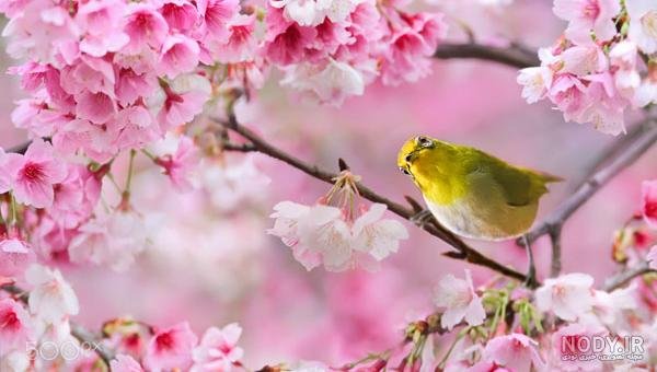  عکس شکوفه بهاری با پرنده