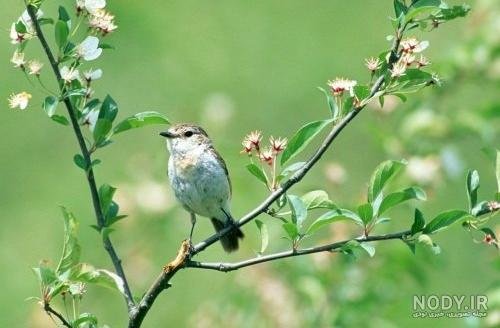  عکس شکوفه بهاری با پرنده