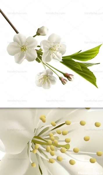 تصویر زمینه شکوفه سفید