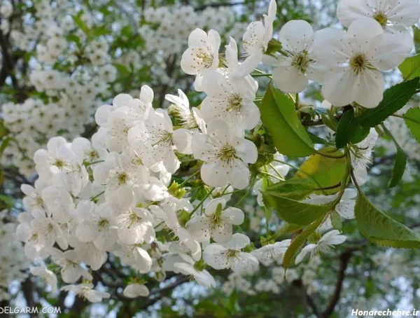  تصویر زمینه شکوفه سفید