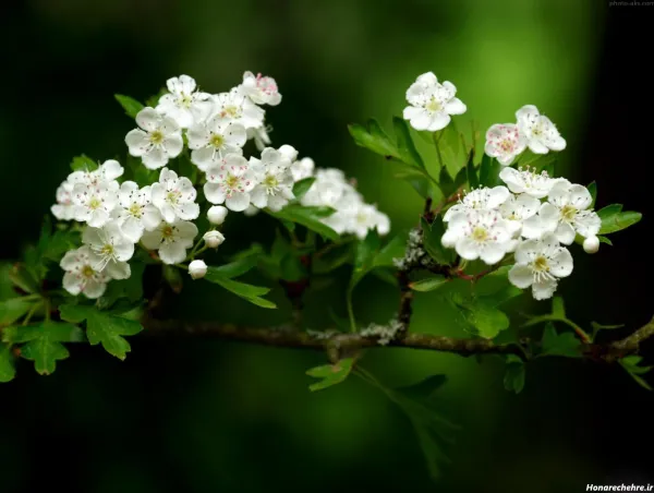  تصویر زمینه شکوفه سفید