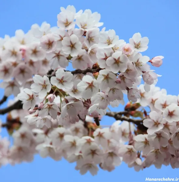  تصویر زمینه شکوفه سفید