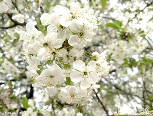  تصویر زمینه شکوفه سفید