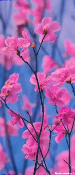  تصویر زمینه شکوفه سفید