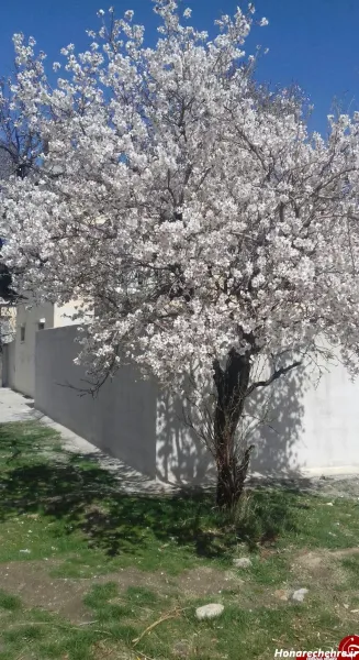  تصویر زمینه شکوفه سفید