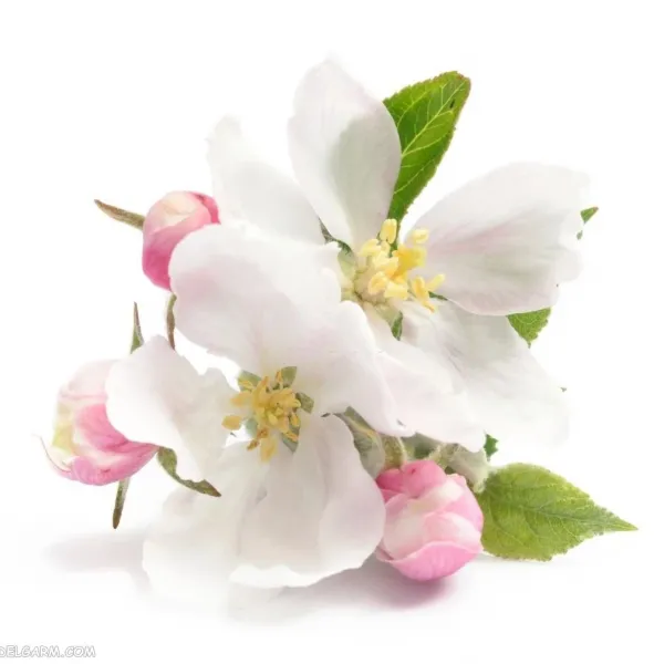  تصویر زمینه شکوفه سفید