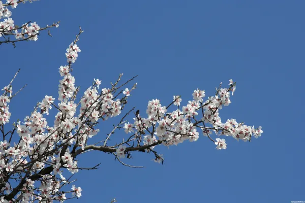  تصویر زمینه شکوفه سفید