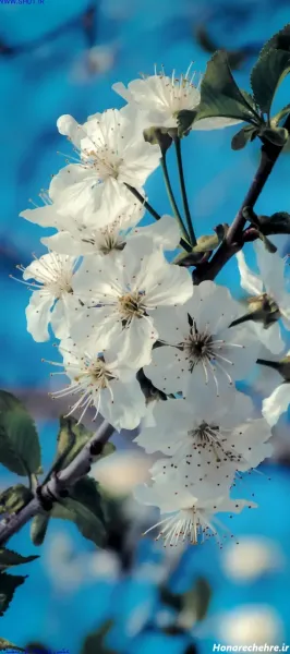  تصویر زمینه شکوفه سفید