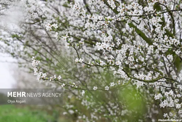  تصویر زمینه شکوفه سفید