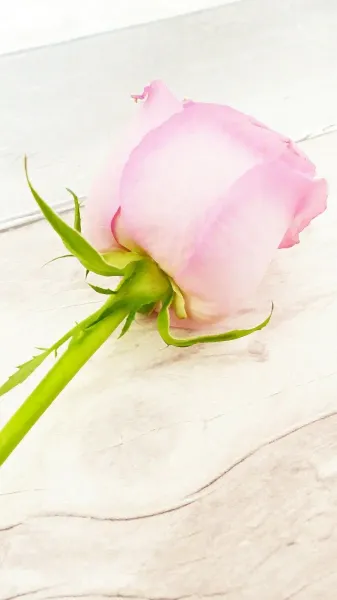  عکس گل بهاری برای پروفایل