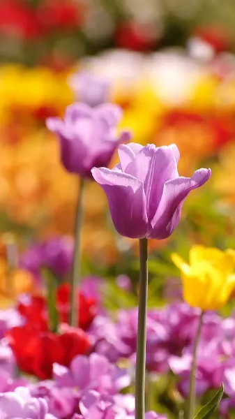  عکس گل بهاری برای پروفایل