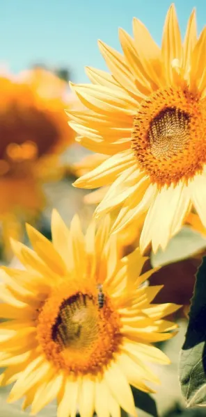  عکس گل بهاری برای پروفایل