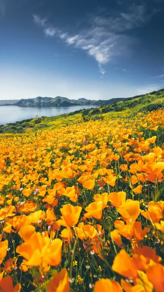  عکس گل بهاری برای پروفایل