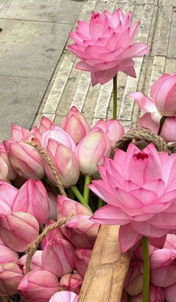  عکس گل برای تصویر زمینه گوشی سامسونگ