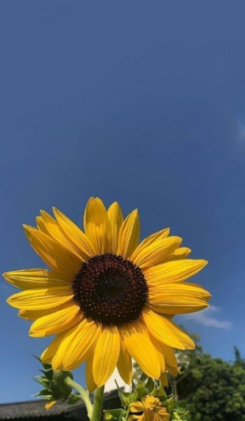  عکس گل برای تصویر زمینه گوشی سامسونگ