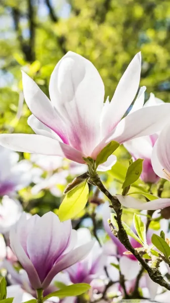  عکس گل برای تصویر زمینه گوشی شیائومی