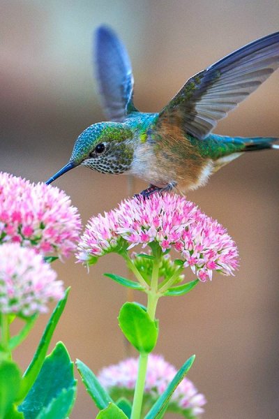  زیباترین عکس پرنده های زیبا