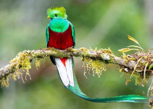  زیباترین عکس پرنده های زیبا