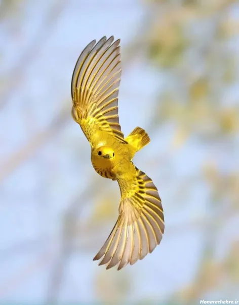  عکس انواع پرنده های زیبا