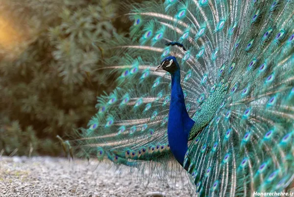  عکس انواع پرنده های زیبا