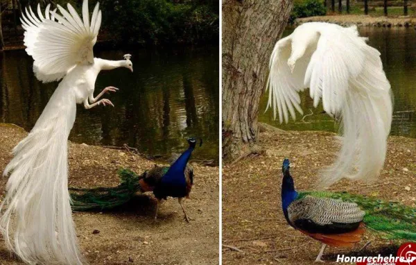  عکس انواع پرنده های زیبا