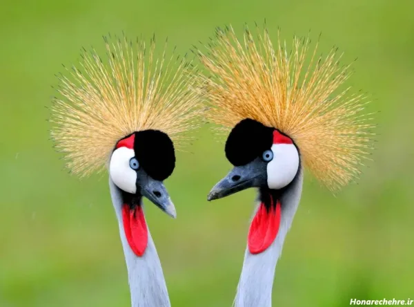  عکس انواع پرنده های زیبا