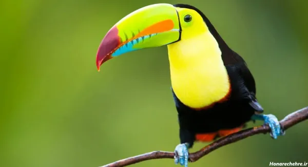  عکس انواع پرنده های زیبا