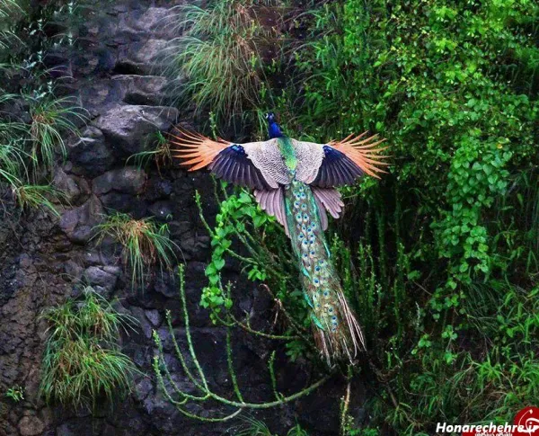  عکس انواع پرنده های زیبا