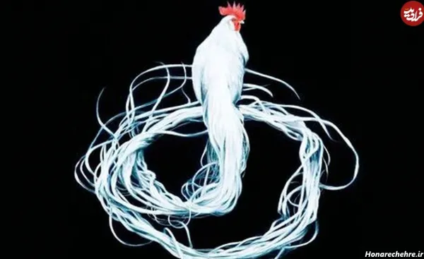  عکس انواع پرنده های زیبا