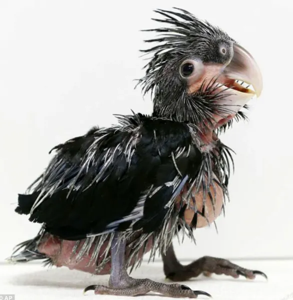  عکس انواع پرنده های زیبا