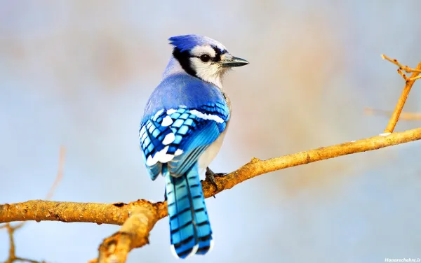  عکس انواع پرنده های زیبا