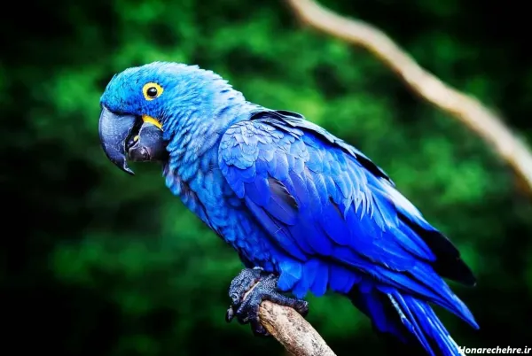 عکس انواع پرنده های زیبا