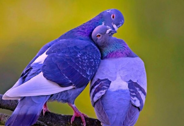  عکس پرندگان جفت زیبا