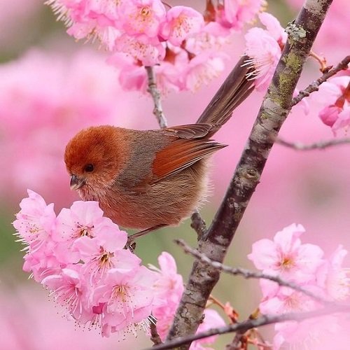  عکس پرنده زیبا برای پروفایل