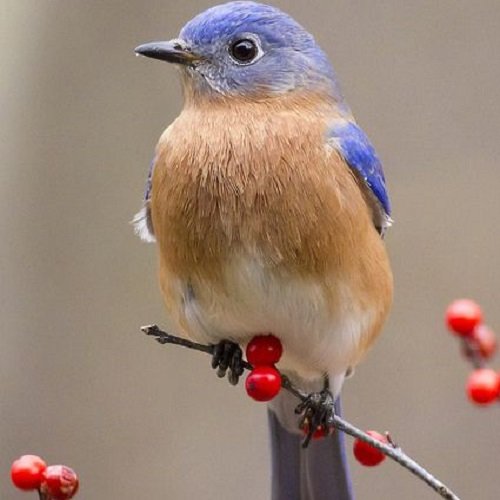  عکس پرنده زیبا برای پروفایل