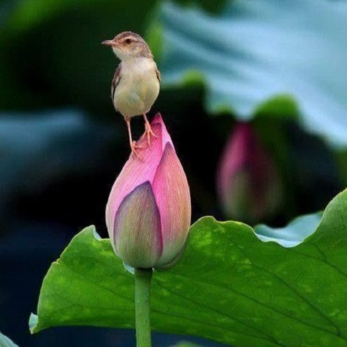  عکس پرنده زیبا برای پروفایل