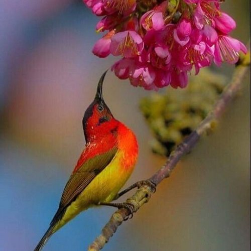  عکس پرنده زیبا برای پروفایل