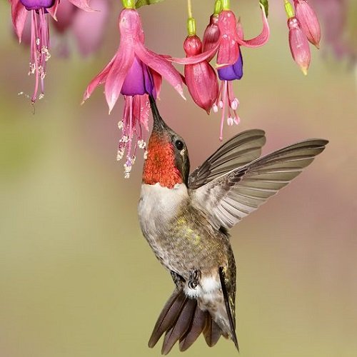  عکس پرنده زیبا برای پروفایل