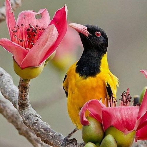  عکس پرنده زیبا برای پروفایل