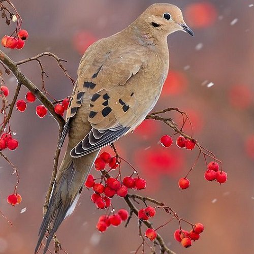  عکس پرنده زیبا برای پروفایل